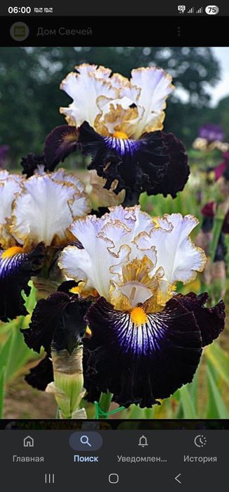 Цветы садовые разные