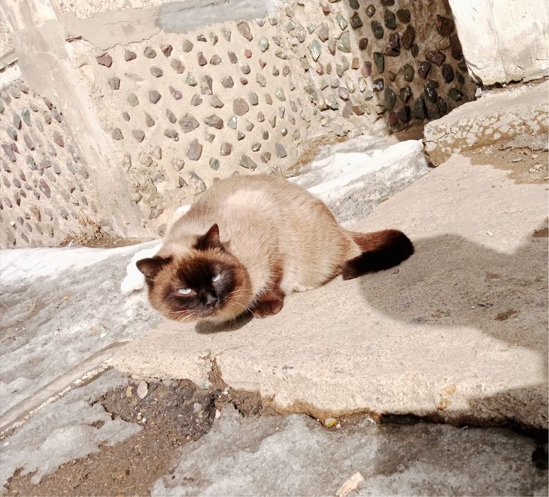 Пристраевается молодой котик