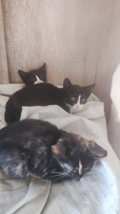 Котята от  кошки-крыселовки
