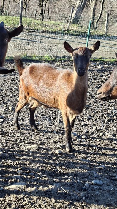 Vând capra Alpina franceză, foarte bună de lapte!