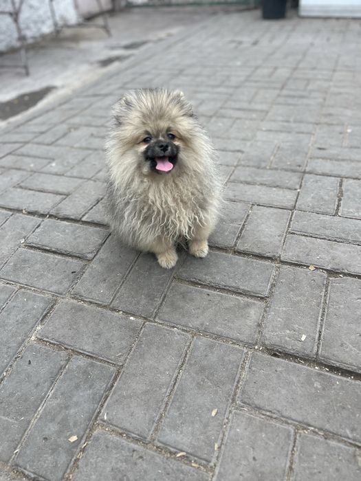 Щенок шпица,маольчик