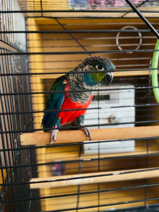 Папагал Пирура Молина