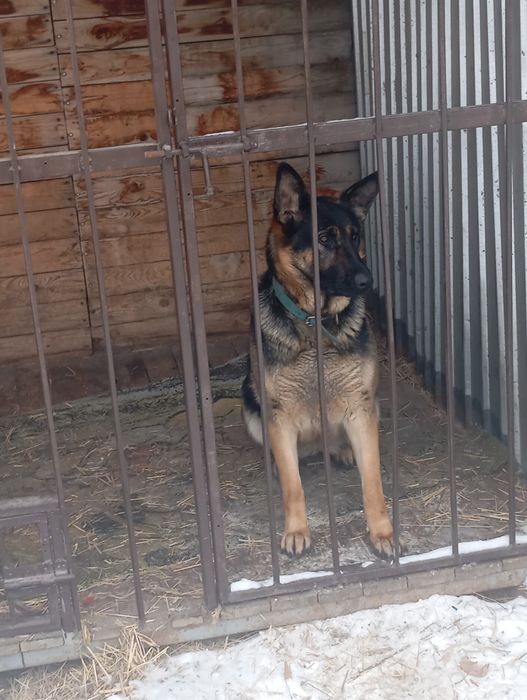 Продам немецкую овчарку