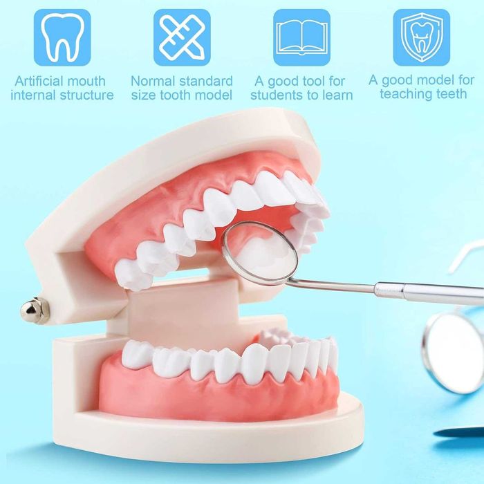 Model Dentar Educational Dinti Demonstratii & Educatie Dentara 8x5.5cm