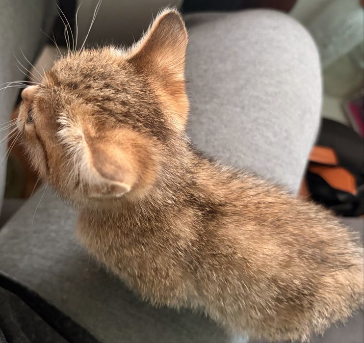 Котята. Девочки.