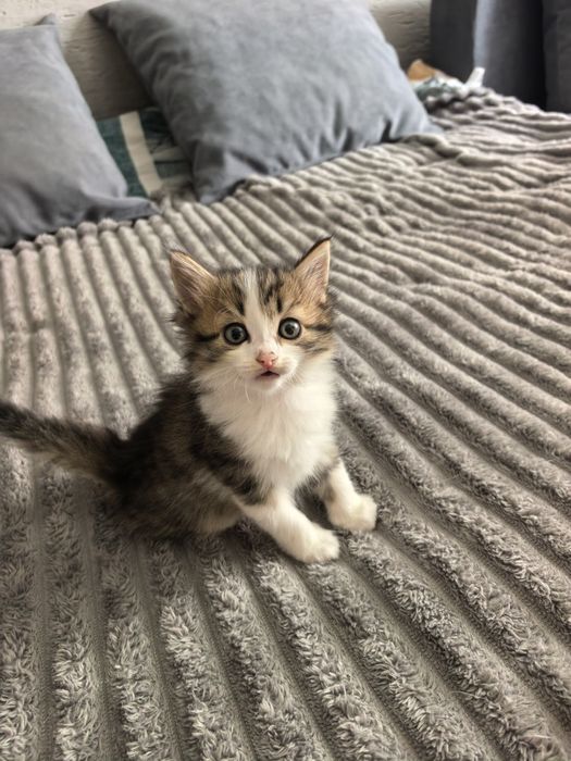 Отдам котят в добрые руки