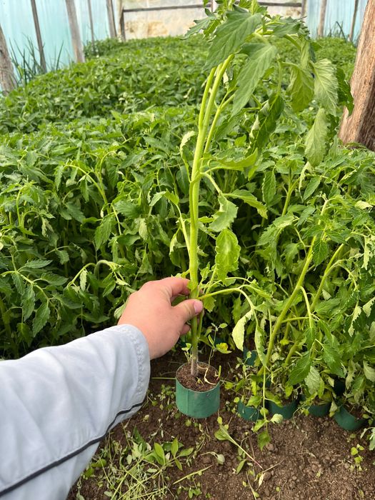Răsaduri de legume profesionale