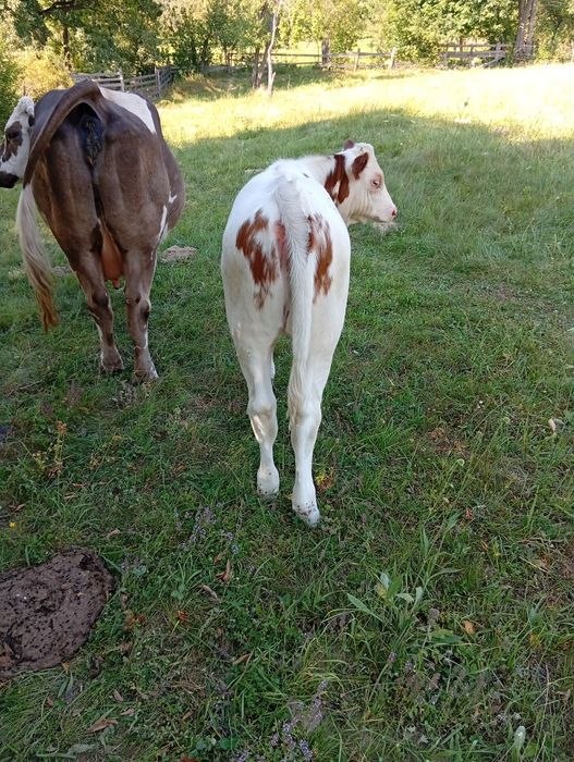 Vând vițea balțata  din vaca buna