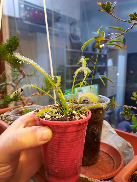 Дрозери(насекомоядни растения)