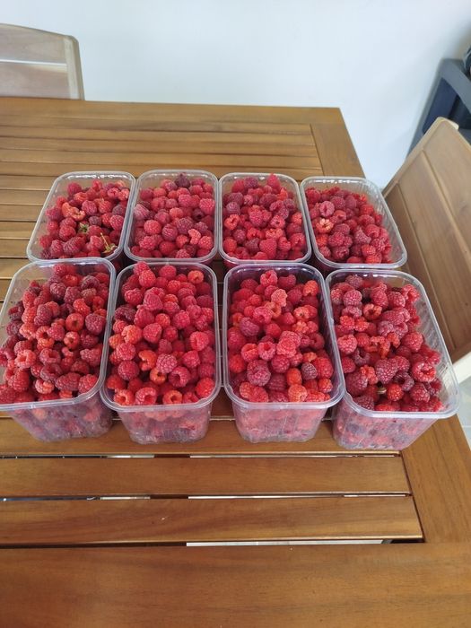 Zmeură de vânzare