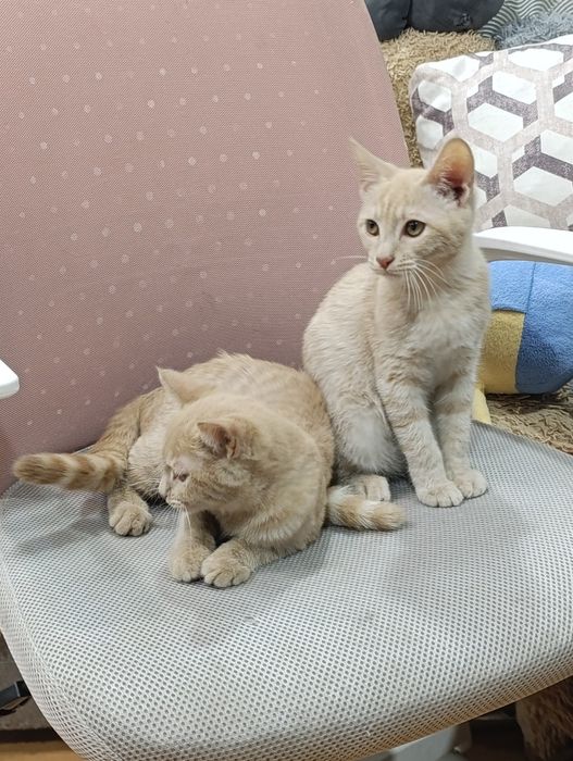 Отдам котят в хорошие руки