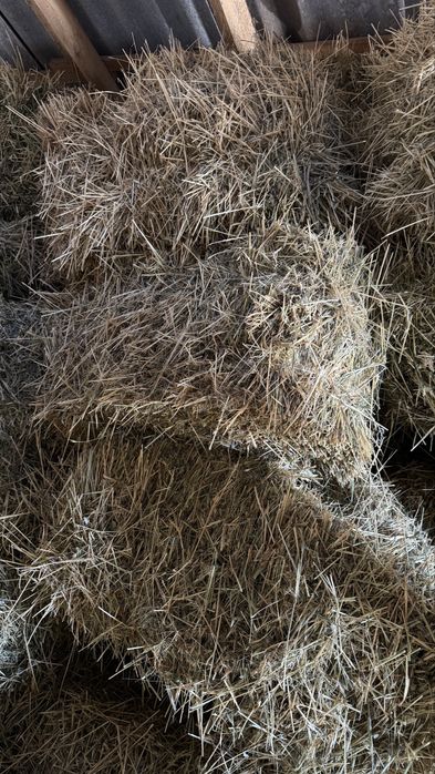 Пшен шөп Ақбұлақ ауылында