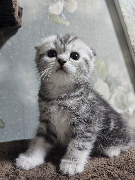 Британский котеночек