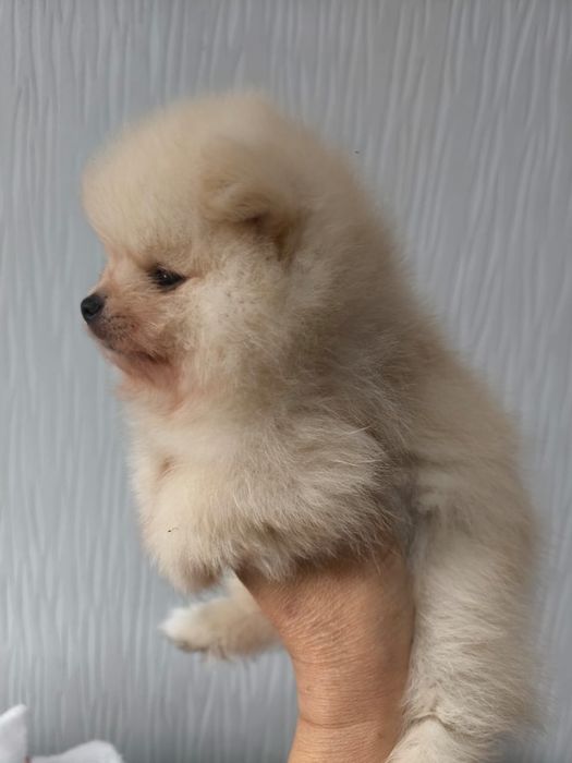 Детки Шпица Крем соболь ищут родителей