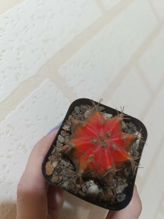 Продам красивые кактусы.