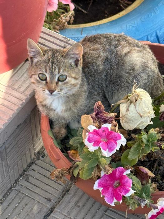 4 котенка - Даром