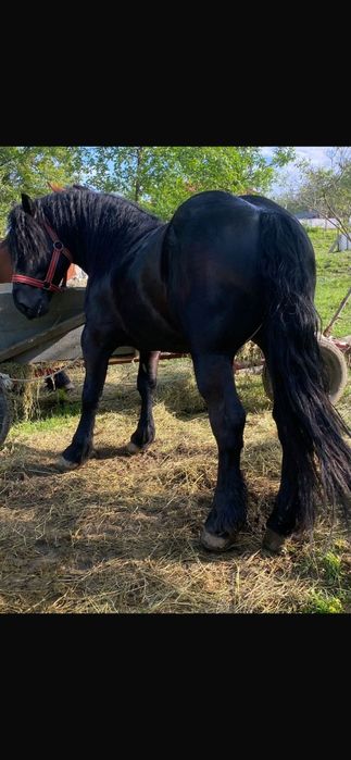 ‼️Iapă murgă 6 ani si armăsar negru 4 ani PRET FIX 3000 euro bucata‼️