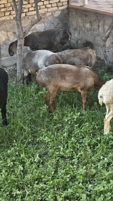 3куй сотилади йош соглом