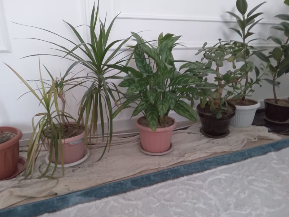 Комнатные цветы