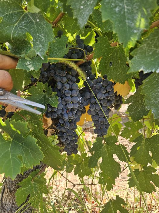 Vand Struguri Merlot si Negru de Drăgășani