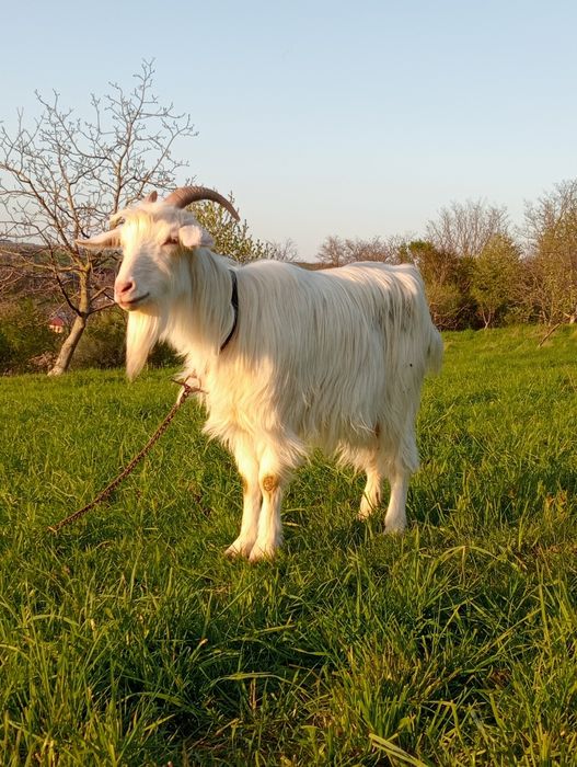 Vând capră bună de lapte
