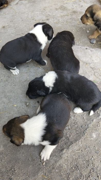 Щенята лабрадора