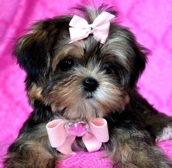 Shih Tzu femela disponibila