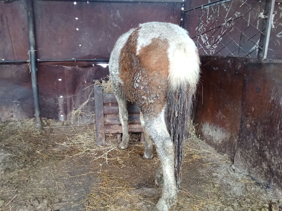 Кунан сатылады 2 жасар