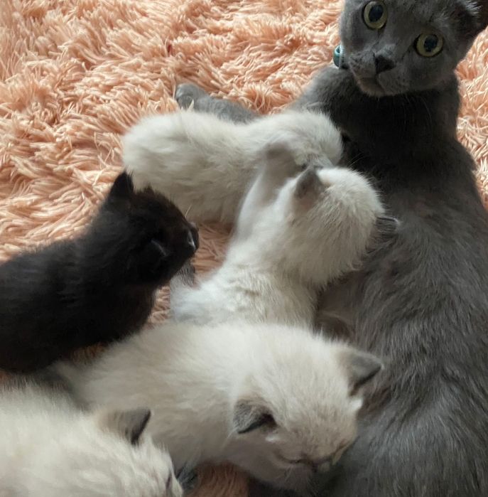 Котята бесплатно