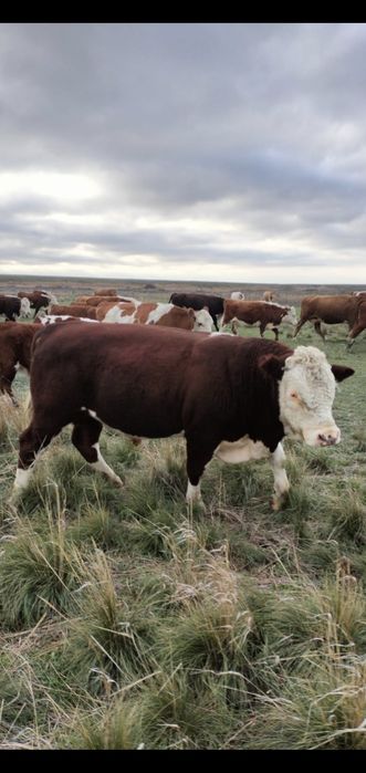 Бұқалар сатылады