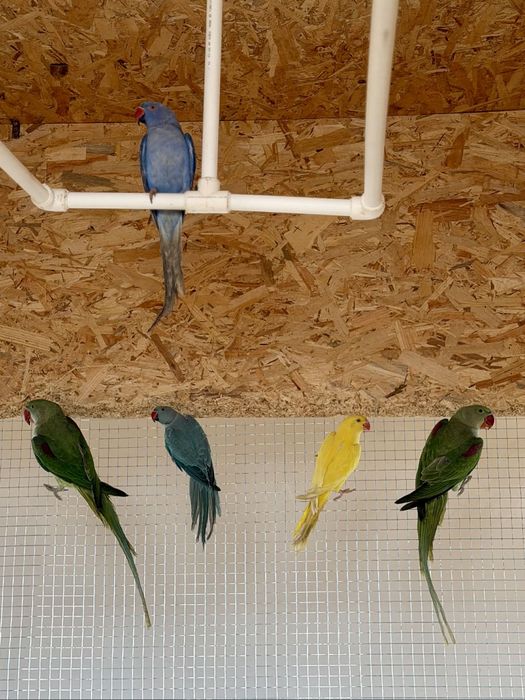 Vând Peruși și Micul și Marele Alexander