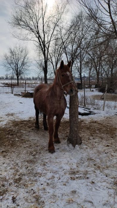 Продаяться кобыла порода