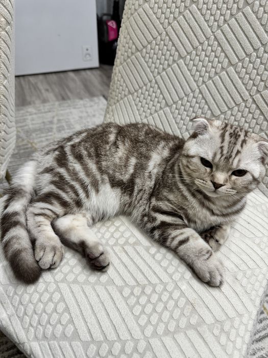 Продам Кота 6 месяцев