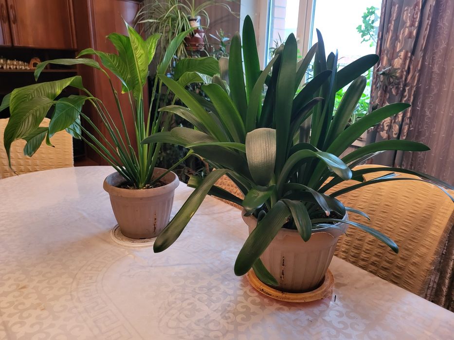 Комнатные цветы распродажа