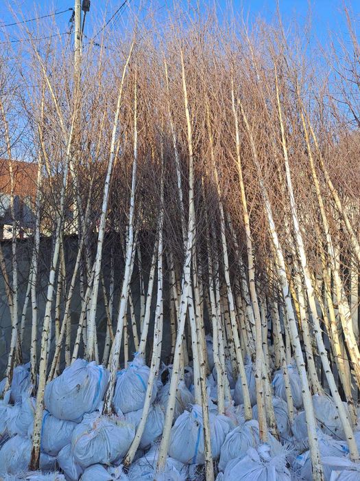 Vând mesteacăn alb la cele mai mici prețuri de pe piață