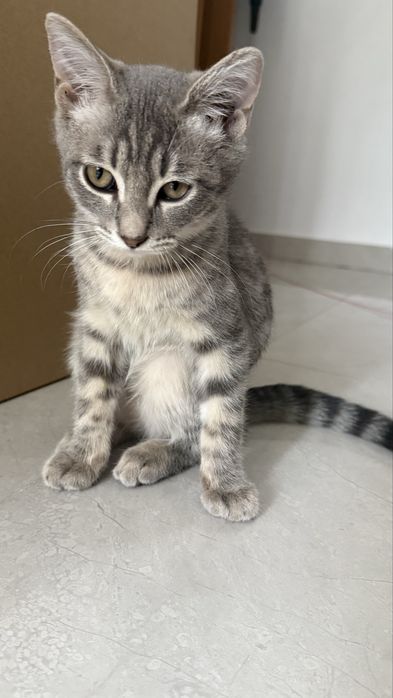 Котенок мальчик в добрые руки