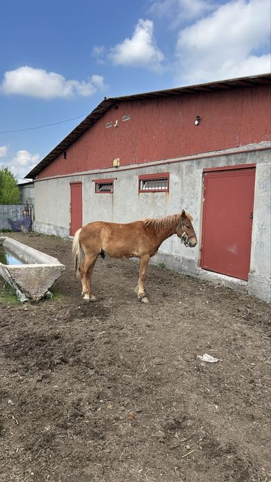 Продам Жеребец - тяж. Очень хороший