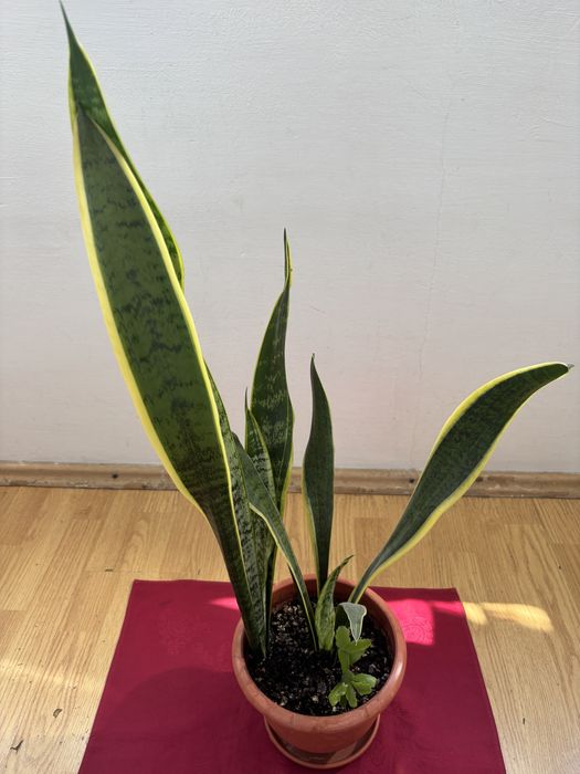Floare superba limba soacrei.
