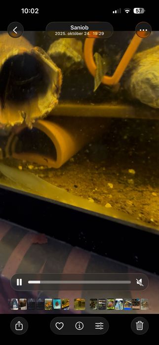 Grupa panaqolus l397 tiger