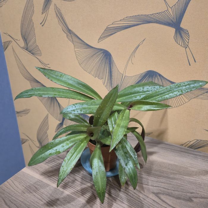 Рео. Пышный куст