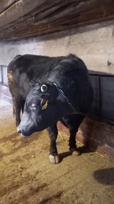 Срочно продам быка