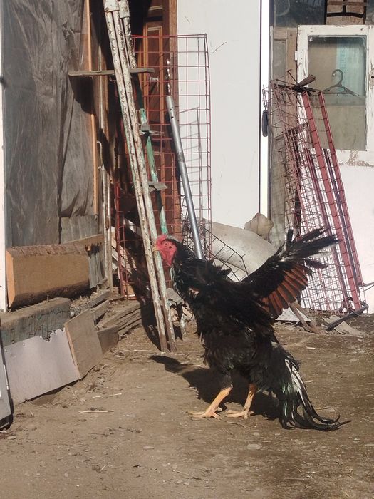 Дакан петух цык цык спать