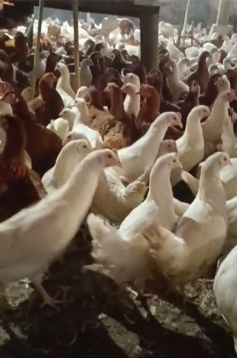 Свободни ярки бял легхорн и ломан Браун пред пронасяне