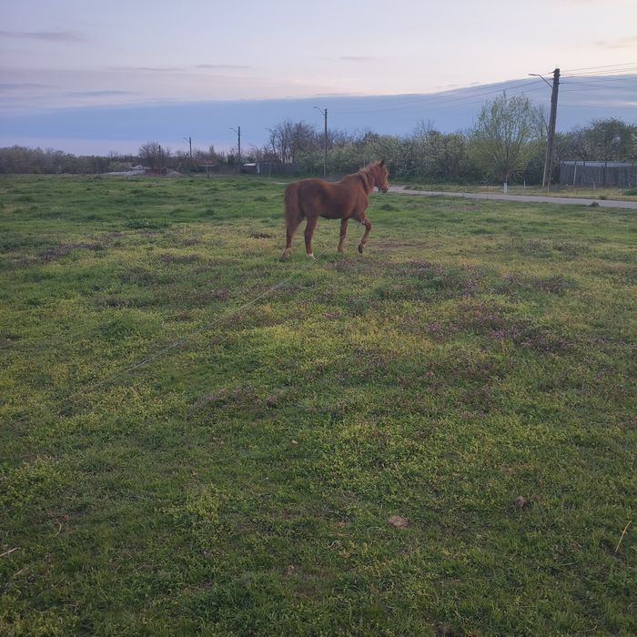 Vând cal, accept orice proba