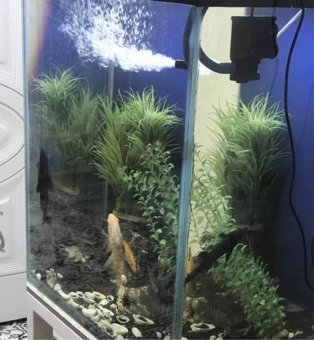 Аквариум с рыбками.