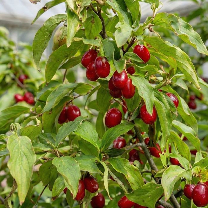 Coarne de vinzare fructe de padure