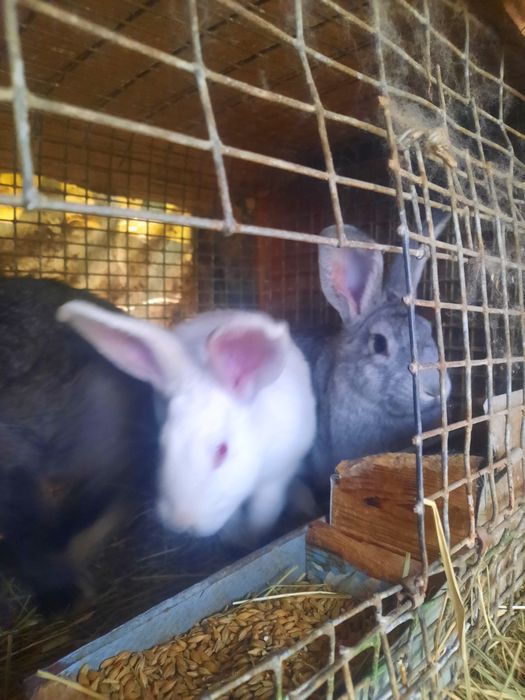 КРОЛИКИ от 4500тенге