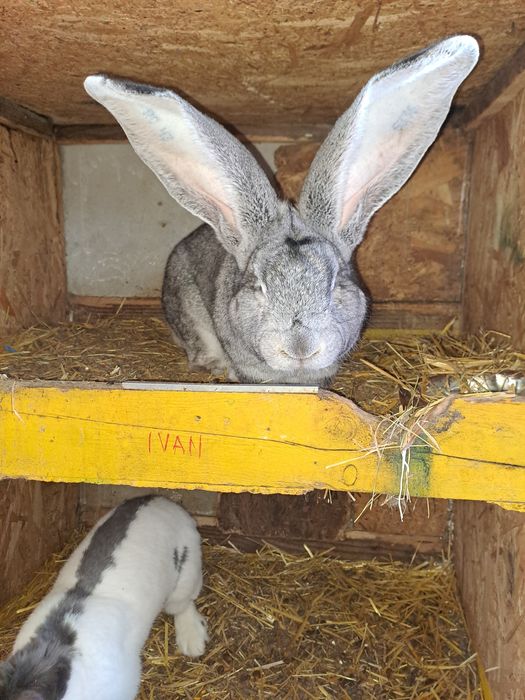 Uriaș german chinchilla pui