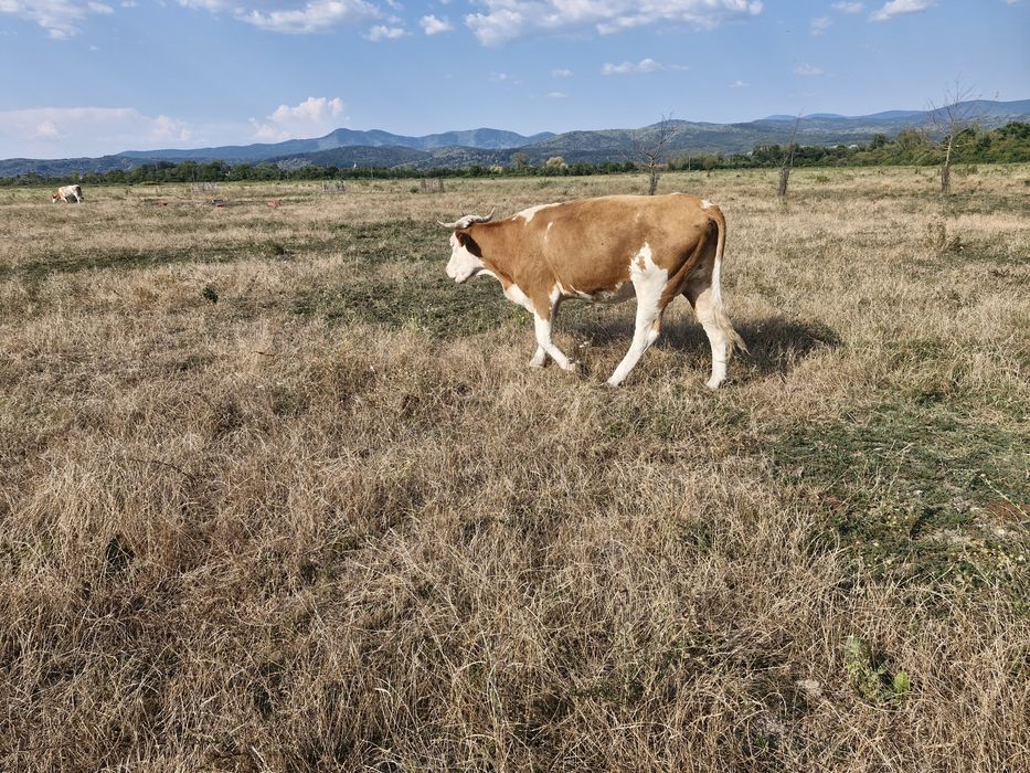 Vând vaca tânără