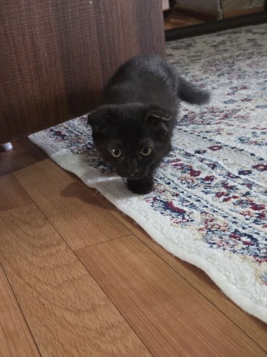 Котёнок 2 месяца вислоухий